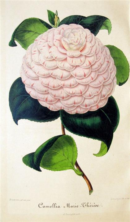 Appraisal: vol Nouvelle Iconographie des Camellias Gent - vols in to