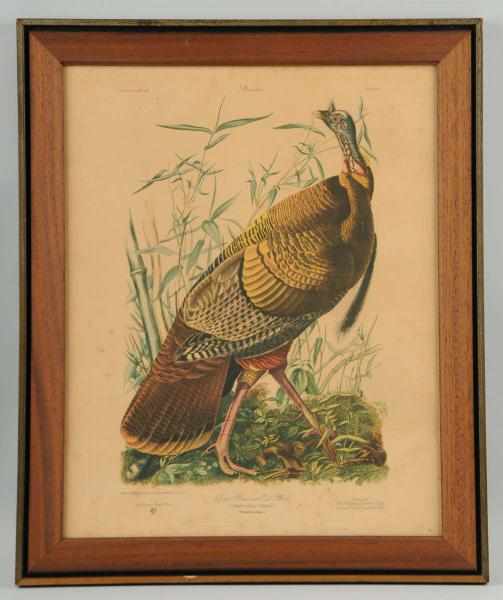 Appraisal: Original Audubon Turkey Print Description Early s Great color and