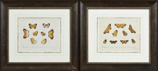 Appraisal: After Carl Gustav Jablonsky - Butterflies th c pair of