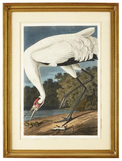 Appraisal: piece Hand-Colored Engraving with Aquatint and Etching Audubon John James