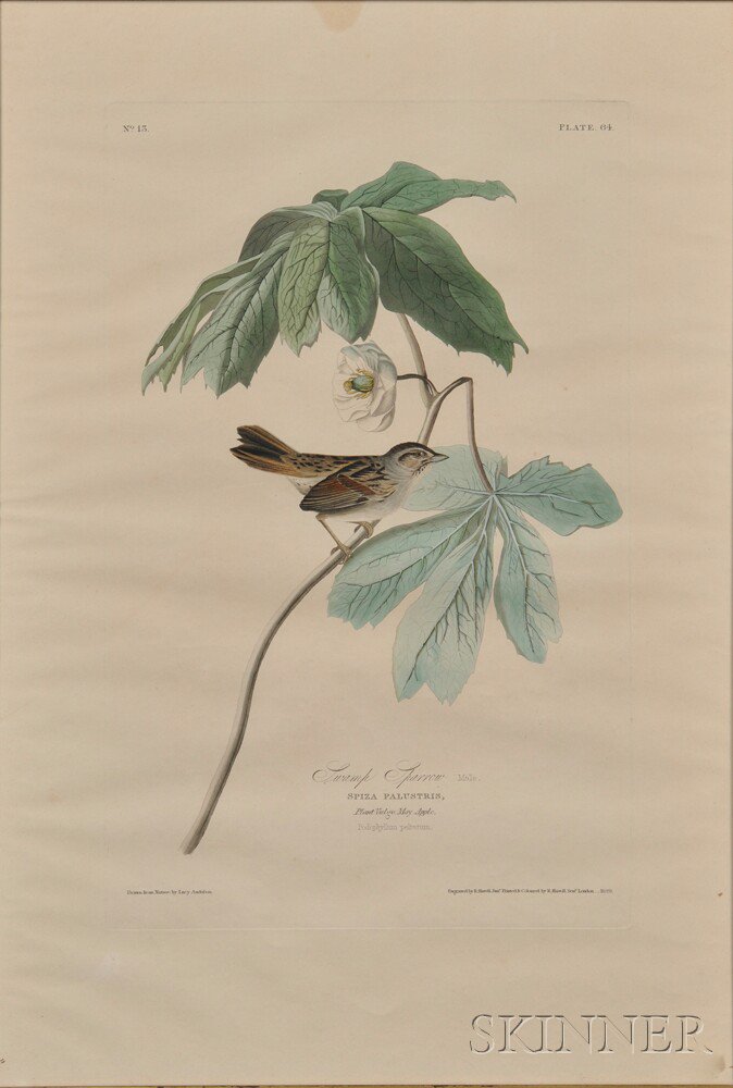 Appraisal: After John James Audubon American - Swamp Sparrow Male Plate