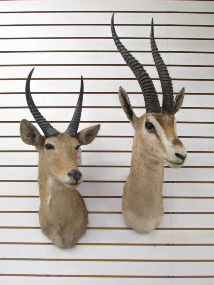 Appraisal: TWO AFRICAN ANTELOPE TAXIDERMY MOUNTS reedbuck Zimbabwe Grant's gazelle Peter's