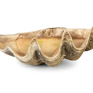 Appraisal: A Pair of Tridacna Gigas Giant Clam Shells Height of