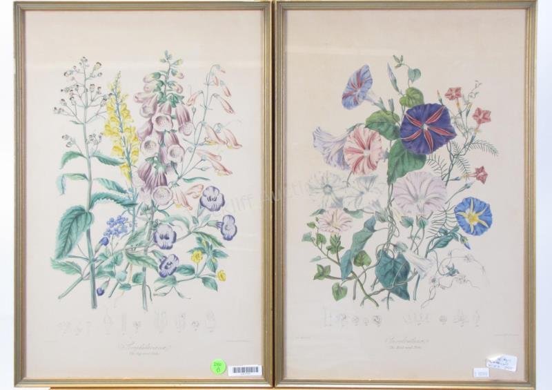 Appraisal: A pair of hand-colored antique botanical prints including Scrophulariaceael The