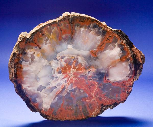 Appraisal: Petrified Wood Slab Araucarioxylon arizonucum Jurassic Chinle Formation Northern Arizona