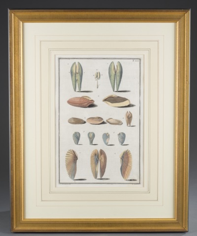 Appraisal: Eight th c Hand Colored Engravings of Shells Group of