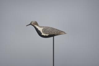 Appraisal: Black-Bellied Plover Daniel Lake Leeds - Pleasantville NJ c in