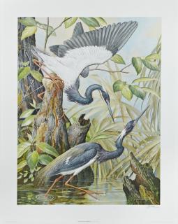 Appraisal: Basil Ede - English Louisiana Heron print pencil numbered l