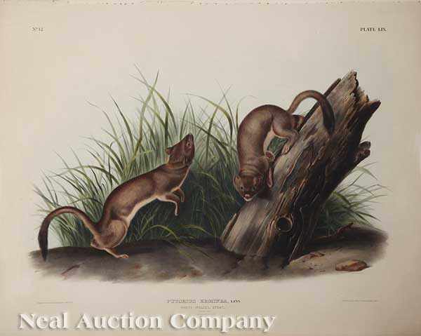 Appraisal: John James Audubon American - White Weasel and Columbia Pouched