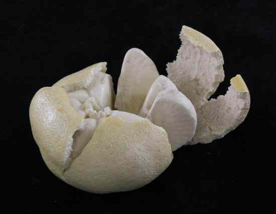 Appraisal: A fine Japanese ivory model of a partially peeled satsuma