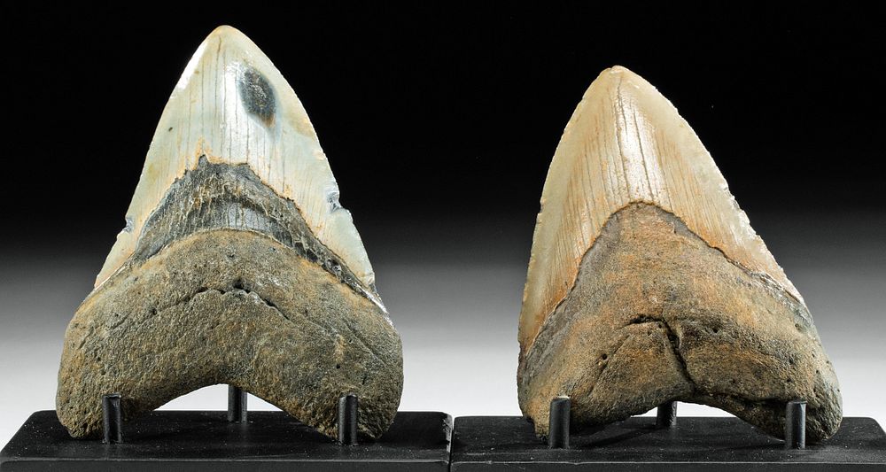 Appraisal: Two Large Fossilized Megalodon Teeth Ancient Seas Middle Miocene to