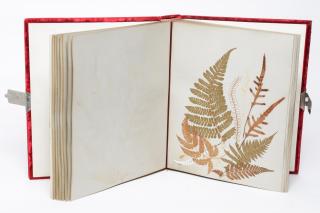 Appraisal: Victorian Jamaican Pressed Ferns Album Antique Antique book of pressed