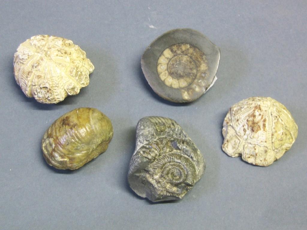 Appraisal: DACTYLIOCERAS COMMUNE AMMONITE age million years upper Lias and four