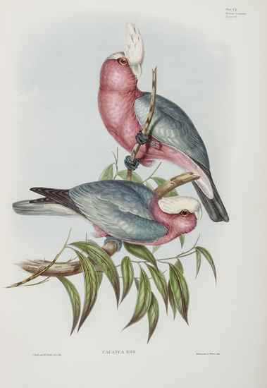 Appraisal: Ornithology - Sitwell Sacheverell et al Fine Bird Books -