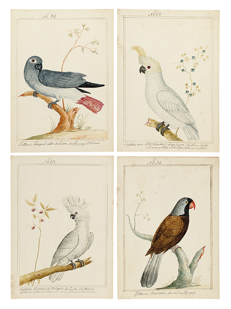 Appraisal: BIRDS Martinet Francois Nicholas after Four watercolors of parrots on