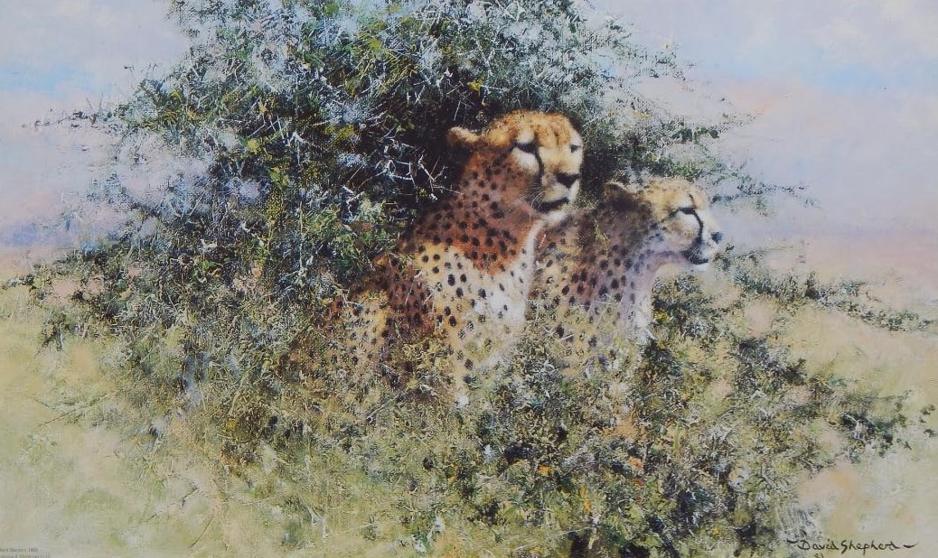 Appraisal: David Shepherd b Cheetah artist signed limited edition coloured print