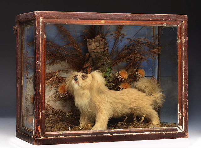 Appraisal: TAXIDERMYA Victorian dog puppy mounted in a naturalistic setting within