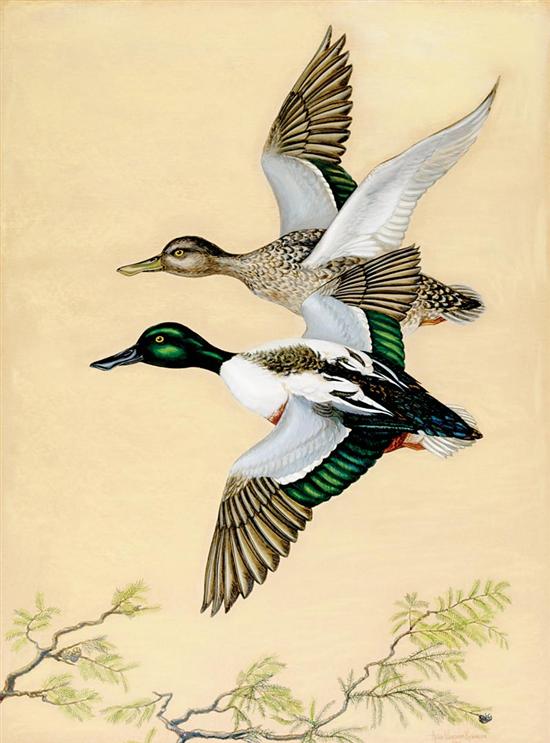 Appraisal: Anne Worsham Richardson South Carolina b DUCK IN FLIGHT gouache