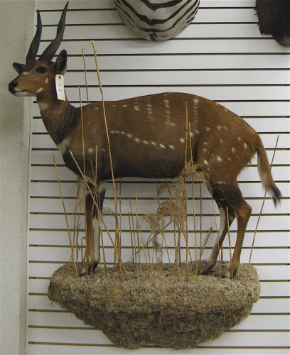 Appraisal: AFRICAN BUSHBUCK tragelaphus scriptus full mount on wall-mount habitat pedestal