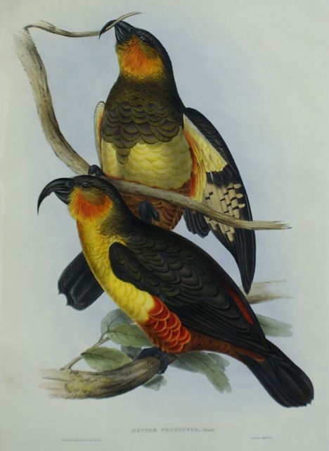 Appraisal: Philip Island Parrot Nestor Productus Lithograph by Elizabeth Gould