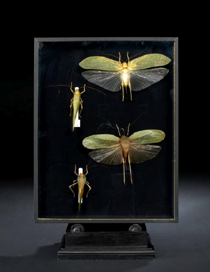 Appraisal: Shadowboxed Collection of Insect Specimens the black-lined background and frame