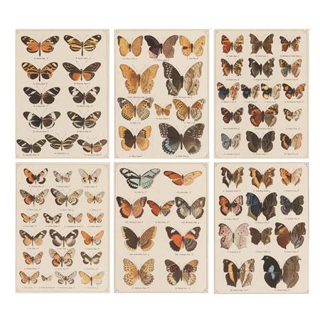 Appraisal: Dr O Staudinger Dr E Schatz editors BUTTERFLY STUDIES Six