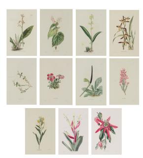 Appraisal: AFTER GEORGE COOK th century From The Botanical Cabinet by