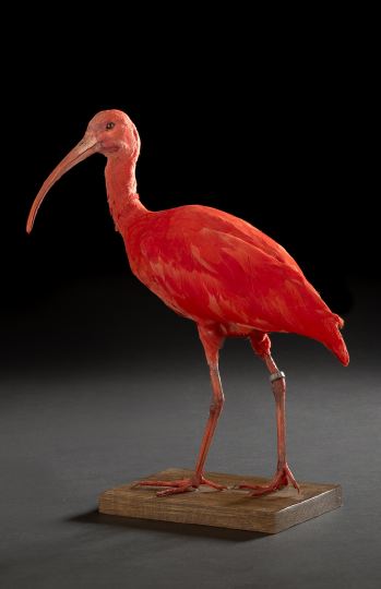 Appraisal: Striking Taxidermy Specimen of a Scarlet Ibis scientific name Eudocimus