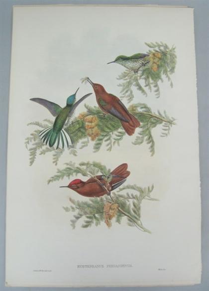 Appraisal: pieces Hand-Colored Lithographs Gould J E Sharpe Richard Mosquera's Puffleg