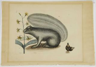 Appraisal: Mark Catesby British - Gray Fox Squirrel Sciurus T signed