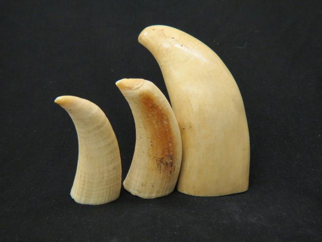 Appraisal: Ivory Whales Teeth raw natural examples to pounds