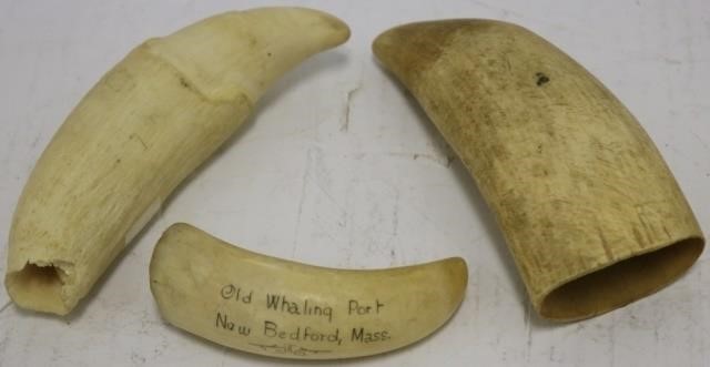 Appraisal: SPERM WHALE'S TEETH ONE IS LONG ANDSAYS OLD WHALING PORT