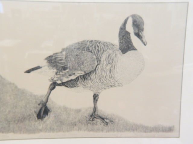 Appraisal: Dieter Donald Drall Lithograph Atlantic Canada Goose of pencil signed