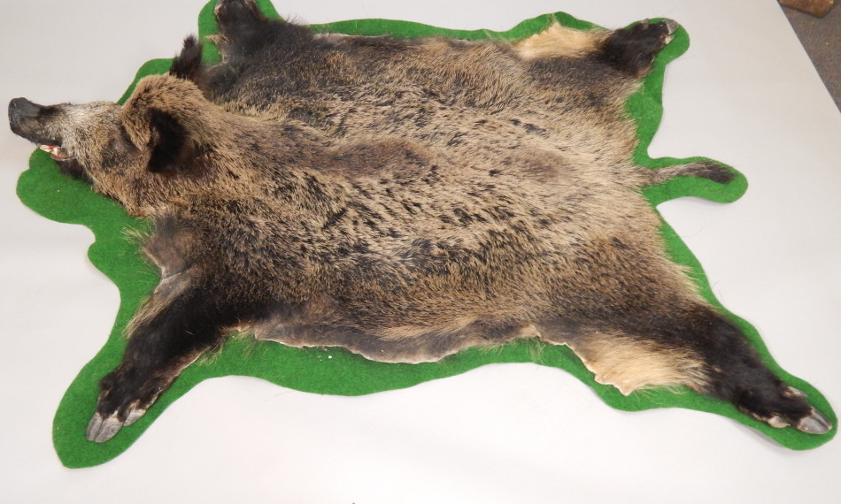 Appraisal: A wild boar skin rug with taxidermied head green fabric