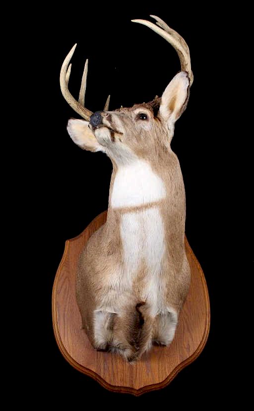 Appraisal: Montana Whitetail Deer Shoulder Trophy Mount For bidding in this