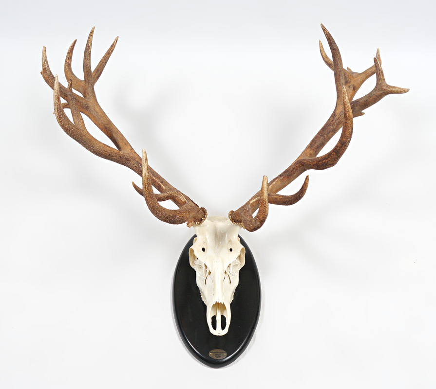 Appraisal: SPANISH RED STAG DEER ANTLER MOUNT Skull mount point plus