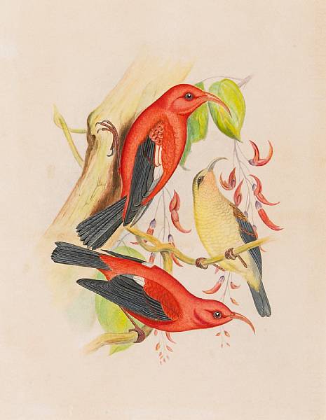 Appraisal: FROHAWK FREDERICK after Original watercolor drawing of the i'iwi bird