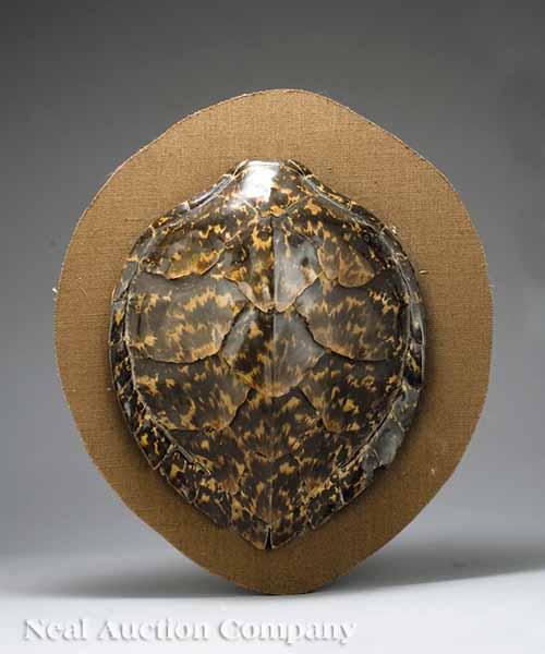 Appraisal: An Antique Sea Turtle Shell mounted on board height in