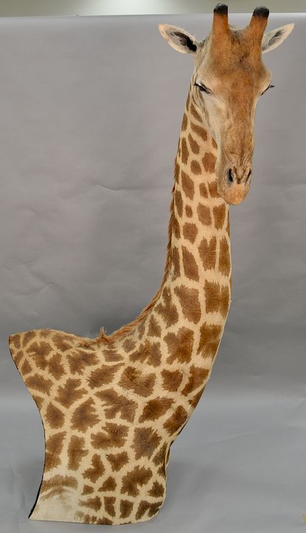 Appraisal: Large taxidermy giraffe mount ht in Large taxidermy giraffe mount