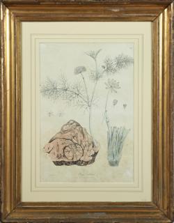 Appraisal: Nathaniael Wallich - Prang pabularia th c colored botanical engraving