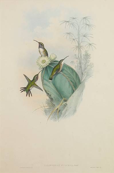 Appraisal: John Gould British - Calothorax Pulchra and Chlorostilbon Osberti from