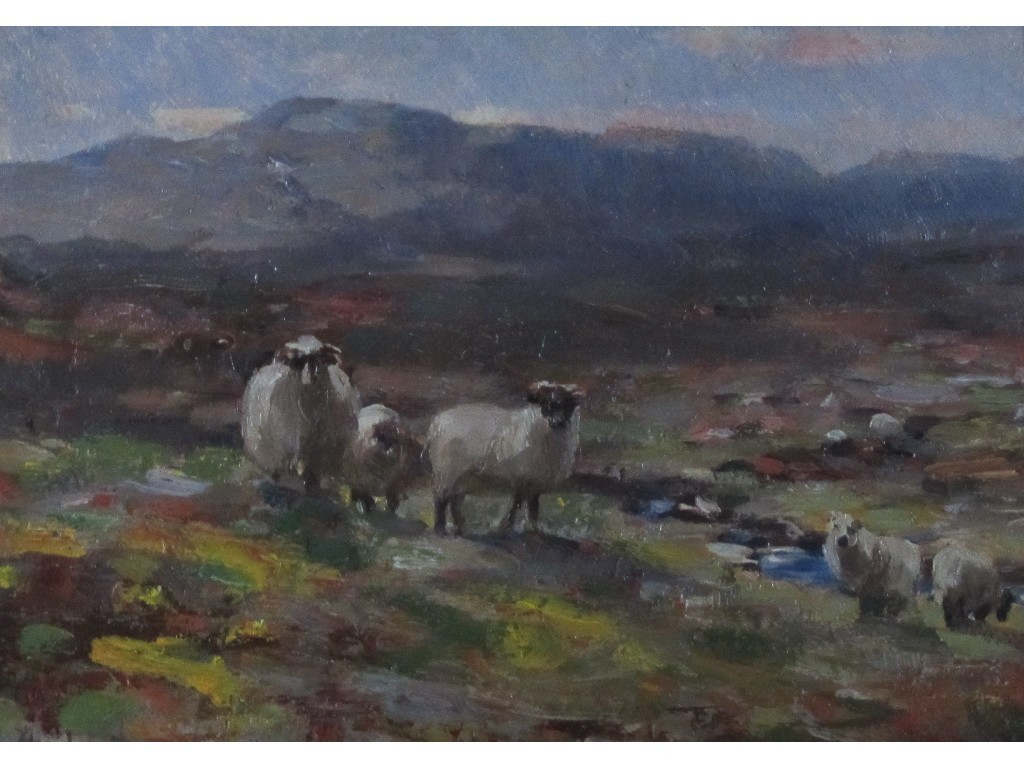 Appraisal: ANDREW DOUGLAS RSA - SHEEP IN A HIGHLAND LANDSCAPE Oil