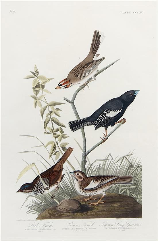 Appraisal: AUDUBON John James - Lark Finch -- Prairie Finch --