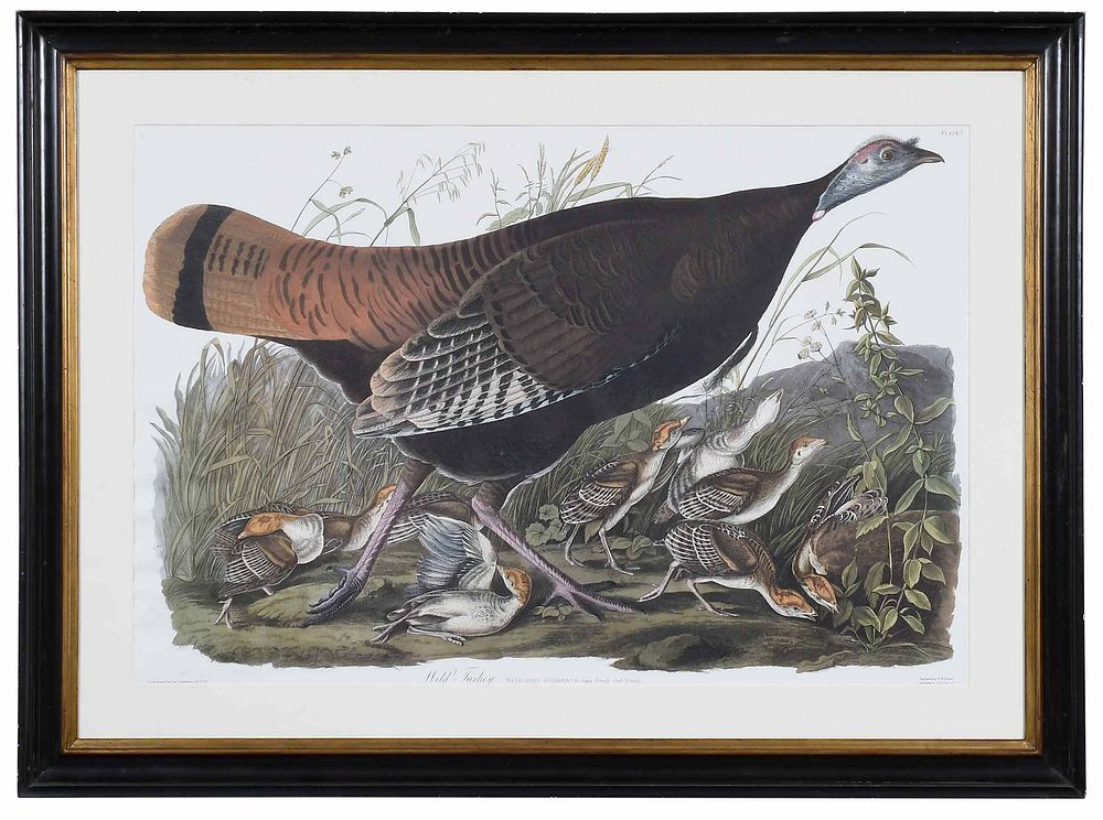 Appraisal: After John James Audubon New York - Wild Turkey from