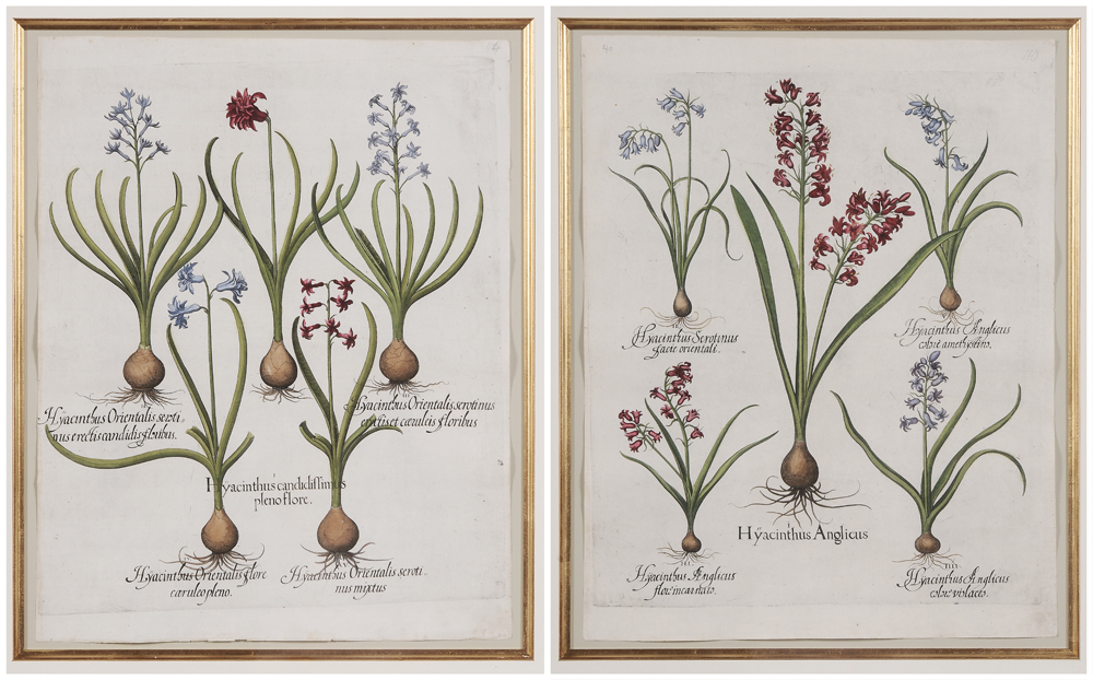 Appraisal: Basilius Besler German - Two hand-colored engravings both Hyacinthus from