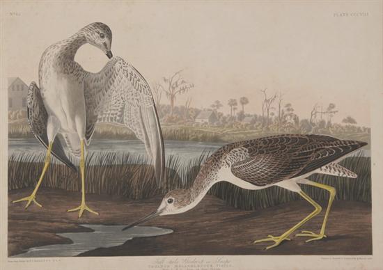 Appraisal: JOHN JAMES AUDUBON American - TELL-TALE GODWIT OR SNIPE With