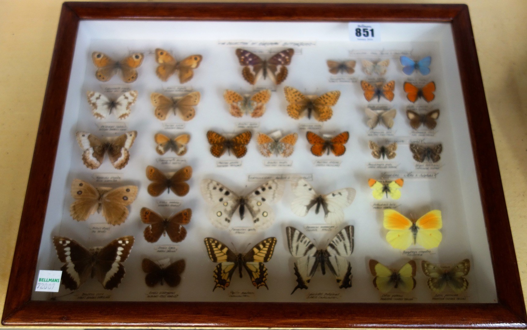 Appraisal: A collection of European butterflies and British moths mounted in