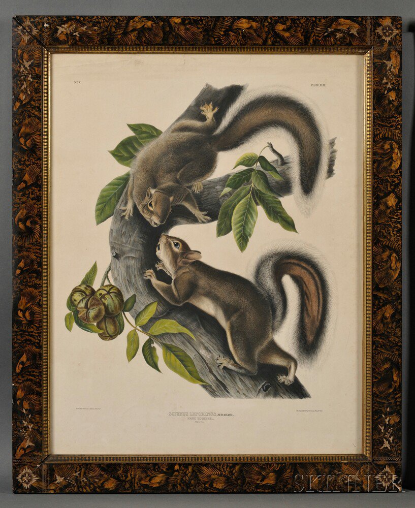 Appraisal: Audubon John James - Four Squirrel Prints from The Viviparous