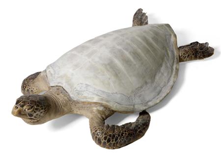 Appraisal: Taxidermy Interest A stuffed turtle with white shell lacking skeets