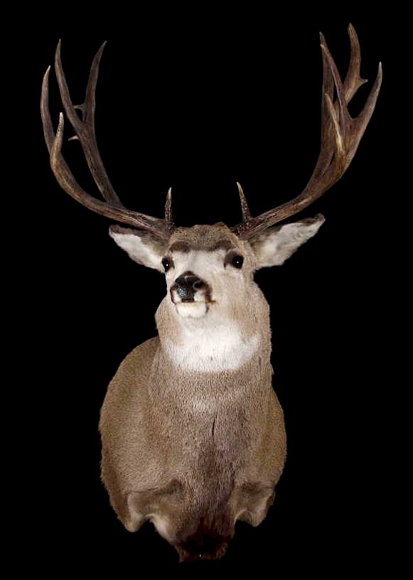 Appraisal: Montana Mule Deer Taxidermy Shoulder Mount For your consideration in